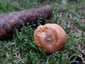 Lucfenyvesi rizike (Lactarius deterrimus), Őrség